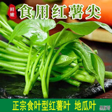 地瓜叶新鲜食用农家现摘现发嫩尖番薯叶蔬菜红薯叶 2斤