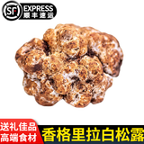 星云湖香格里拉野生黑松露猪拱菌礼盒装高黎贡山白松露米其林高端送礼 【需预定】新鲜白松露 直径6cm以上 净重500g