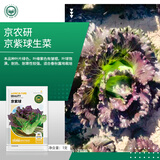 京农研农科院蔬菜种子大叶香菜四季小葱鸡毛菜红苋菜芝麻菜空心菜种籽孑 京紫球紫叶结球生菜 1克