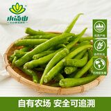 小汤山 杭椒 200g 基地直供新鲜蔬菜安全可追溯