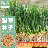 寿禾猫草种子水培小麦草麦苗盆栽芽苗菜种植 潍丰猫草种子50g约1000粒