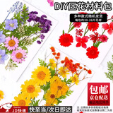 东之天地 Diy干花书签捡秋装饰透明瓶子贴纸儿童创意植物标本夹压花手工饰品小礼物明信片制作奖品伴手礼 Diy干花压花一包【款式随机】