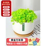 两腿跑儿童节多肉植物组合室内小盆栽办公室桌面摆件绿植花卉好养盆栽 黄金万年草+白瓷盆+竹托盘 含盆