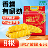 十月稻田 黄糯玉米 3.52斤(220g*8根) 东北粘苞米 早餐零食 蛇年限定