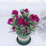 带花苞发货 · 康乃馨盆栽 · 阳台室内花卉盆栽办公室鲜花绿植 紫色康乃馨【带花苞】