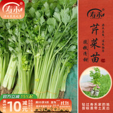 寿禾 蔬菜苗活苗带土发货大全菜苗种苗秋冬各种秧苗山东寿光苗子阳台 小香芹菜苗10棵