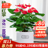 叹为观止18种吊兰任你选金边吊兰各种盆栽花卉客厅垂吊桌面植物净化空气 特级红掌【陶瓷盆】 含盆