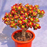 多肉组合盆栽阳台盆栽喜阳植物新手福利按图发货品种花卉好养 摇钱树老桩【20-25头】塑料栽好