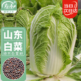 寿禾 山东胶州大白菜种子苗秋季蔬菜籽 山东胶州大白菜种子10g*3袋