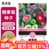 花沃里糖果菊花种子约1000粒 花卉种子阳台种菜土盆栽蔬菜种子庭院草籽