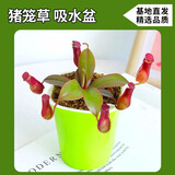 京云梦猪笼草盆栽新奇趣味捕虫草食人花卉绿植食虫草新奇趣味源头直发