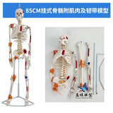 蓝蝶85cm人体骨骼模型 全身骨架人体模型成人小骷髅教学脊柱模型仿真小白骷髅标本正骨健身房瑜伽展示 85cm挂式骨骼肌肉着色韧带