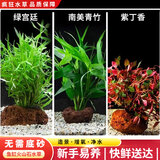 疯狂水草（FKSC）真水草鱼缸造景套餐净化水质懒人鱼缸水草植物直接入缸蜈蚣草 【火山石】水草组合三3棵