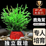 疯狂水草（FKSC）真水草鱼缸造景套餐净化水质懒人鱼缸水草植物直接入缸蜈蚣草 【NCAC赛级精品】鹿角茸