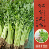 寿禾 蔬菜苗活苗带土发货大全菜苗种苗秋冬各种秧苗山东寿光苗子阳台 小香芹苗30棵