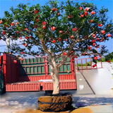 慕尔森 石榴树树苗庭院大树果树苗盆栽地栽老桩耐寒植物当年结果 石榴树 送货上门推荐【4公分粗】1.5米左右高当年结果