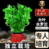 疯狂水草（FKSC）真水草鱼缸造景套餐净化水质懒人鱼缸水草植物直接入缸蜈蚣草 【赛级精品】大叶水罗兰1颗