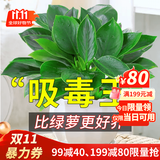 叹为观止18种吊兰任你选金边吊兰各种盆栽花卉客厅垂吊桌面植物净化空气 金钻 含盆