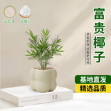 京云梦袖珍椰子盆栽网红富贵椰子绿植办公室开学好养植物泡泡盆源头直发