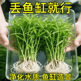森悠（SARYOR）水草南美青竹鱼缸造景专用制氧净化水质水培植物和鱼共养免种免砂 南美青竹坨草1个【造景好养 自带营养泥坨】