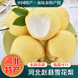 桃西村河北赵县雪花梨 赵州皇冠梨冰糖雪梨秋月炖梨膏香梨鸭梨新鲜水果 4.5斤精选大果【单果350g+】普快
