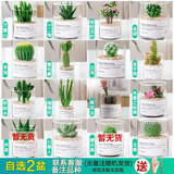 开时果 多肉植物仙人球仙人掌小盆栽桌面植物 肉肉组合办公室内绿植花卉 【2盆自选】组合多肉植物
