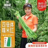 IDEAL理想农业 豇豆种子长豆角缸豆蔬菜菜籽长豆角糯米豇豆角种子大全