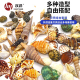 HANYANG贝壳鱼缸造景装饰摆件套餐水族箱底沙砂石海螺约35个