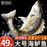 尚致鲈鱼鲜活冷冻青岛海鲈鱼花鲈鱼七星鲈鱼深海鱼新鲜海鱼 【2条】海鲈鱼2斤/条