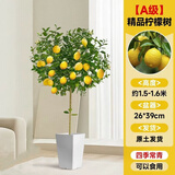 行湘柠檬树苗大型绿植精品A级柠檬树1.5-1.6m+白色梯形树脂盆源头直发