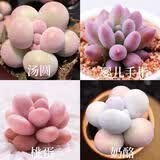 多肉组合盆栽阳台盆栽喜阳植物新手福利按图发货品种花卉好养 可爱嘟嘟四种【不带盆土】