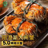 【活蟹】湖塘煙雨 阳澄湖大闸蟹鲜活螃蟹公5两母4两4对8只河蟹生鲜水产礼盒源头直发