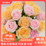 京东鲜花昆明基地玫瑰花买10枝送10枝颜色随机色玫瑰【热卖】源头直发