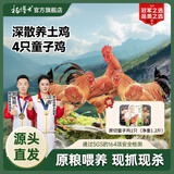 杨博士【童子鸡】安徽皖南散养土鸡小公鸡生鲜食材新鲜鸡肉1只净重1.3斤 3只童子鸡丨赠一只原切童子鸡