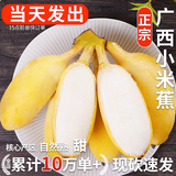 小博农场广西香蕉 小米蕉 新鲜水果 生鲜 生果 小米蕉是小的 青芭蕉特产 小米蕉净9斤（青蕉需催熟后食用）