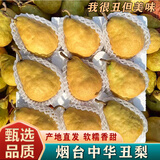 桃西村山东烟台中华丑梨 大头巴茄香蕉啤梨香甜软糯太婆梨面梨新鲜水果 2斤 精选中果【约6-8个】