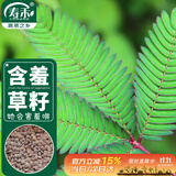 寿禾 含羞草种子种苗四季种植花草种籽 潍育含羞草种子200粒