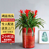 Only you【2小时达】发财树大型盆栽绿植花卉室内客厅办公室开业乔迁生日 六株鸿运当头