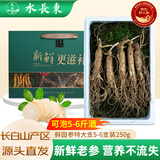 水长东新鲜人参特大支5-6支250g长白山人参年货节礼盒鲜参源头直发包邮
