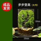 苔映苔藓微景观创意桌面微观造景植物摆件礼物减压绿植生态瓶diy材料 步步登高-（成品发货）