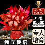 疯狂水草（FKSC）真水草鱼缸造景套餐净化水质懒人鱼缸水草植物直接入缸蜈蚣草 【NCAC赛级精品】印尼血心兰