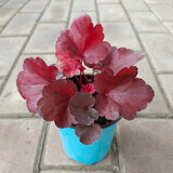 逸棵 矾根花苗 植物花卉绿植花卉多年生四季种易活阳台庭院盆栽  1株辣椒红小苗【叶片颜色随季节随机变化】 1株