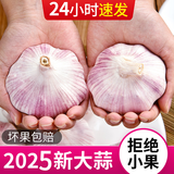 紫皮大蒜2025新干大蒜头年当季整箱新鲜蔬菜头批发红皮 净重3斤(果径3.5cm以上)