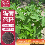 寿禾 猫薄荷种子苗可食用四季香草籽 潍丰柠檬猫薄荷种子3g约4800粒