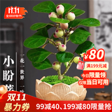 叹为观止18种吊兰任你选金边吊兰各种盆栽花卉客厅垂吊桌面植物净化空气 小盼菩提【紫砂盆+复古底座】 含盆