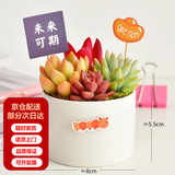 墨一儿童节多肉植物组合盆栽室内好养办公室桌面绿植小盆栽花卉 圆形盆A（赠插牌5件套） 带盆栽好