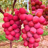 尔澜妮娜皇后葡萄树苗包结果庭院阳台盆栽地栽果树苗葡萄苗源头直发