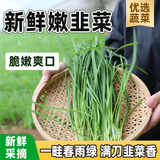 密之蓝天现摘现发新鲜韭菜约500g密云农家新鲜应季蔬菜生态种植生鲜叶菜类 500g