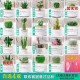 开时果 多肉植物仙人球仙人掌小盆栽桌面植物 肉肉组合办公室内绿植花卉 【4盆自选】组合多肉植物