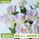 云南鲜花批发品质玫瑰百合水养鲜切花送女友水养鲜花源头直发 薄雾紫玫瑰-20枝（喷色） 【任选2件—不收运費】